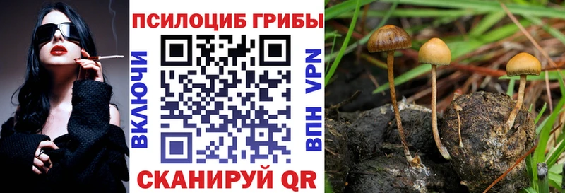 Купить  Тверь  Псилоцибиновые грибы Magic Shrooms 