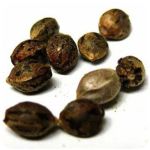 Семена марихуаны АК-47  (Seeds AK-47) в Твери
